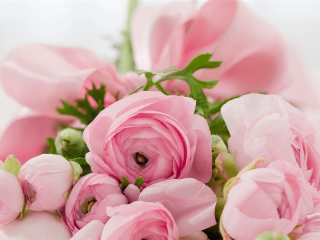 Ranunculus-pink-flowers-hazy_1024x768